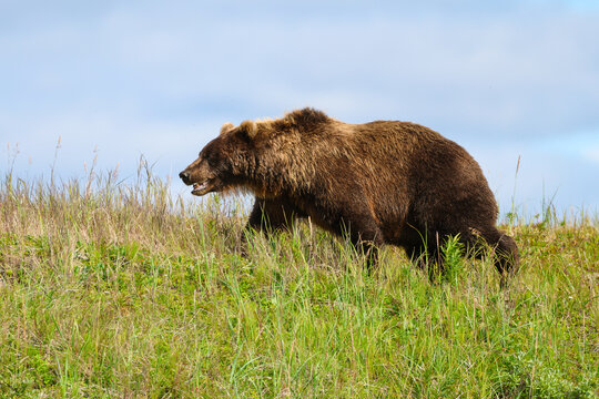 A brown bear walks through tall grass near the Egegik River in Alaska, its thick fur glowing in sunlight as it moves across the tundra landscape.