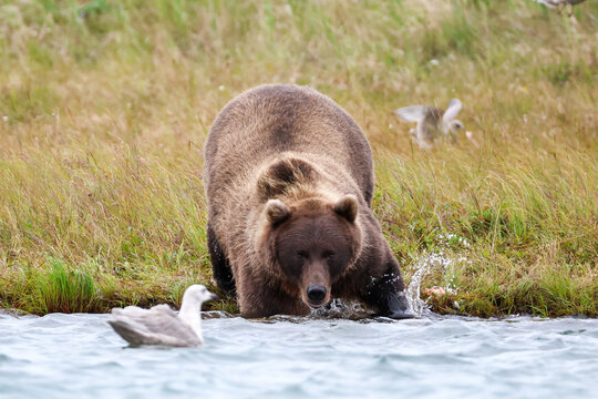 A brown bear stands at the edge of the Egegik River in Alaska, splashing water as gulls fly nearby, capturing a vivid moment of wildlife interaction.