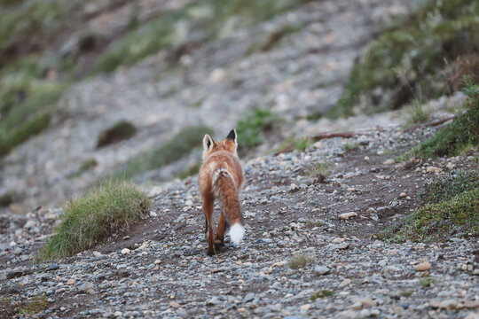 A red fox walks along rocky terrain near the Egegik River in Alaska, its bushy tail and reddish fur contrasting with the rugged tundra landscape.