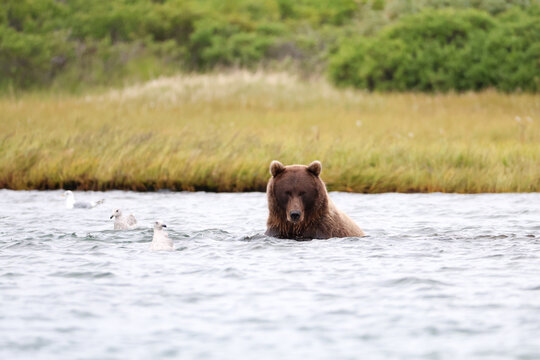 A brown bear lifts its head above cold river water near the Egegik River, watching quietly as gentle ripples move around its face in a calm moment of wildlife behavior within remote tundra landscape.