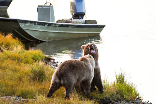 Two brown bears stand on a grassy riverbank beside a metal boat near the Egegik River, one roaring while the other faces it, capturing a vivid moment of wild animal interaction in Alaskan wilderness.
