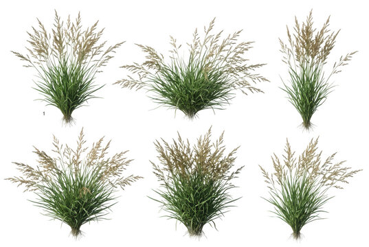 Conjunto de seis matas de hierba ornamental verde con espigas secas, aisladas sobre un fondo blanco puro, ideales para dise&ntilde;o de jardines, arquitectura paisajista, renderizado 3D y composici&oacute;n