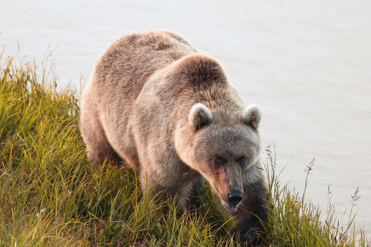 A brown bear walks along grassy terrain beside calm river water near the Egegik River, its thick fur catching soft light as it moves through natural wilderness in quiet Alaskan landscape.