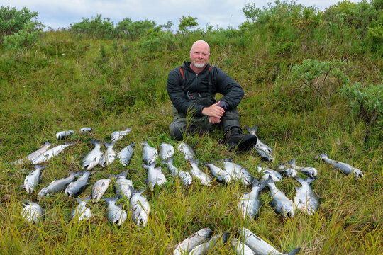 A fisherman sits on grassy tundra beside a large catch of wild Coho salmon near the Egegik River, surrounded by silver fish arranged neatly after a successful day in Alaskan wilderness.