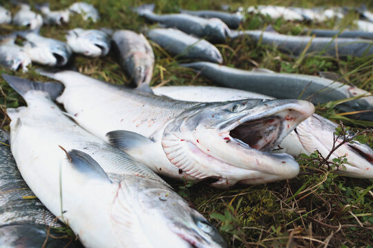 Fresh wild Coho salmon lie on green grass near the Egegik River, their silver scales glistening in daylight as natural texture and detail highlight the abundance of Alaskan fish harvest.