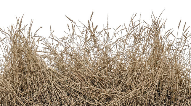 Un manojo de hierba seca y pasto amarillento con texturas naturales detalladas, aislado sobre un fondo blanco puro, ideal para composiciones digitales, dise&ntilde;o gr&aacute;fico y proyectos de naturaleza.