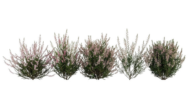 Conjunto de cinco arbustos de brezo con flores rosadas y blancas aislados sobre un fondo blanco puro, ideales para dise&ntilde;o de jardiner&iacute;a, paisajismo, arquitectura y composici&oacute;n de escenas naturales.