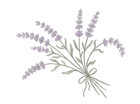 Ilustraci&oacute;n lineal delicada de un ramo de flores de lavanda con tallos verdes y p&eacute;talos morados atado con un lazo, dise&ntilde;o bot&aacute;nico minimalista dibujado a mano sobre un fondo blanco limpio y aislado.