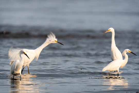 garzas blancas peleando por comida