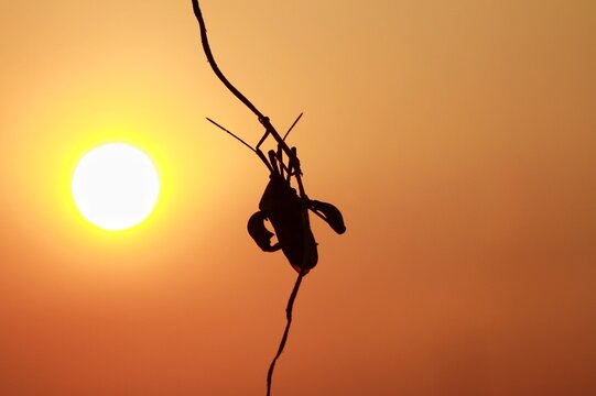 Silhouette of a leaf footed bug on a twig against a golden sunset sky