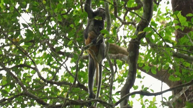 Low-angle medium tracking shot following a dusky leaf monkey mother as she leaps and maneuvers across canopy branches before settling down to cradle her orange baby.