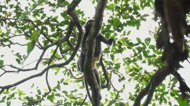 Low-angle tracking shot of a dusky leaf monkey mother (Trachypithecus obscurus) holding her bright orange infant while climbing along high tree branches and disappearing behind tropical ferns.