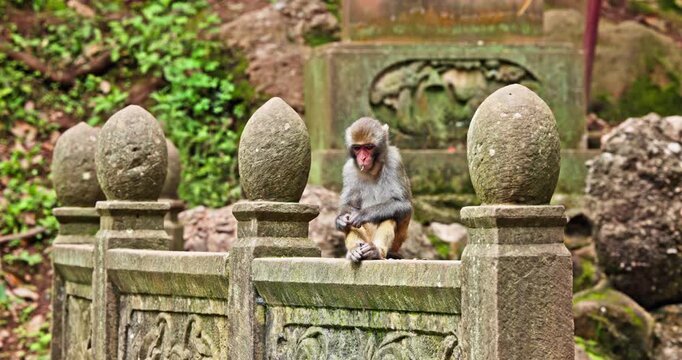 Wild Macaque Sitting in Forest Habitat
