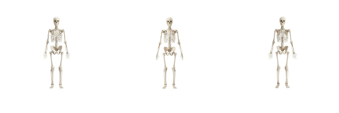 Human Skeleton Anatomy PNG Vector Set, Full Body Skeleton Cutout Collection, Medical Anatomy & Bone System Graphic Asset, Isolated Human Bones Clipart Pack, Educational Anatomy Illustration for Stock 