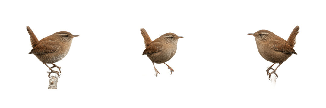 Eurasian Wren Bird PNG Vector Set, Small Brown Songbird Cutout Collection, Isolated Wildlife Fauna Graphic, Perched Garden Bird Clipart Asset, Eurasian Wren Nature Illustration Pack for Stock Marketpl