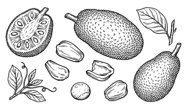 Jackfruit botanical hand drawn line art set with whole fruit cut section pulp pods and seeds