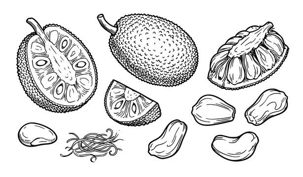 Jackfruit hand drawn food illustration with whole fruit slices pulp pods and seed vector set
