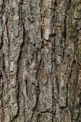 Fototapeta premium Bark of Bur Oak (Quercus macrocarpa)