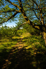 Fototapeta premium Landscape in the Buurserzand and Steenhaar, Netherlands