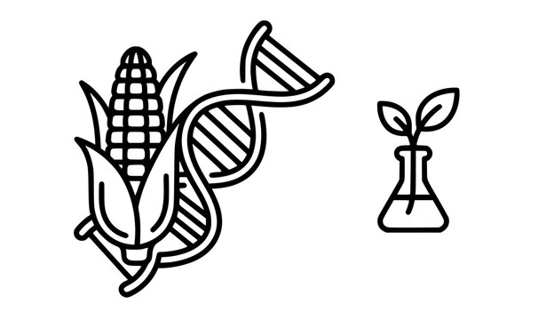 GMO genetically modified crop line icon with corn DNA and biotechnology laboratory vector