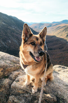 Dog Enjoying Scenic View from Mount Willard Trail in New Hampshire