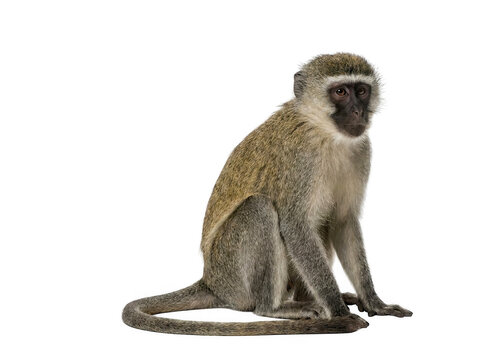 Vervet monkey sitting on the ground isolated on white background with cut out full body african animal wildlife