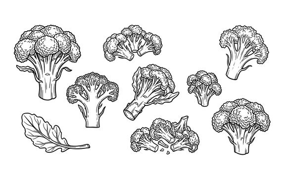 Set of Broccoli Image - Stock Illustration