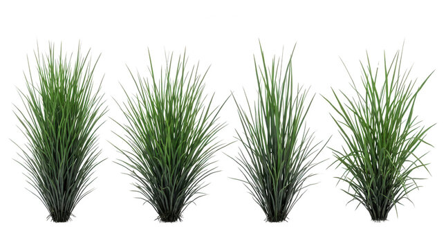 Conjunto de quatro touceiras de grama verde isoladas em fundo branco, plantas ornamentais realistas para paisagismo, design de jardins, arquitetura e composi&ccedil;&atilde;o de cenas externas em renderiza&ccedil;&atilde;o 3D.