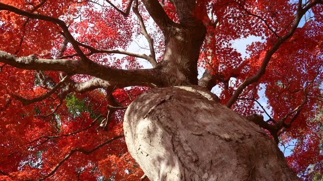 紅葉した大きなカエデの木の根本からドリー撮影した4K動画