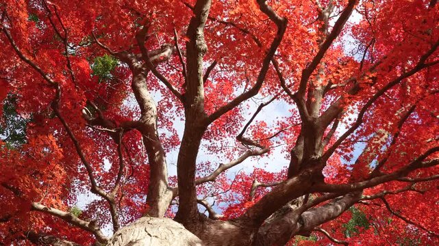 紅葉した大きなカエデの木の根本からドリー撮影した4K動画