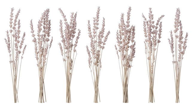 Ramos de lavanda seca e desidratada organizados em linha horizontal sobre fundo branco isolado, perfeitos para elementos de design floral e aromaterapia.