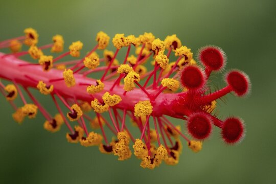 Hibiscus, flower with male and female reproductive organs, stigmas and stamens with anthers, macro photograph, Baden-W&uuml;rttemberg, Germany