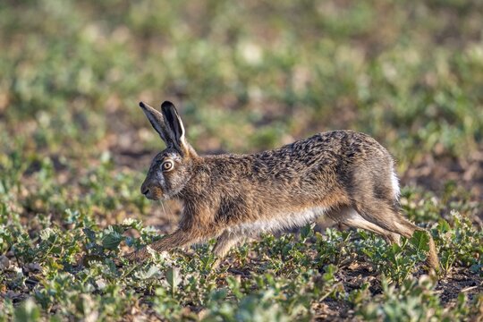 European hare (Lepus europaeus), Vechta, Lower Saxony, Germany