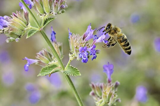 Western honey bee (Apis mellifera), feeding on nectar from a catmint (Nepeta faassenii) flower, Meienberg, Canton of Aargau, Switzerland
