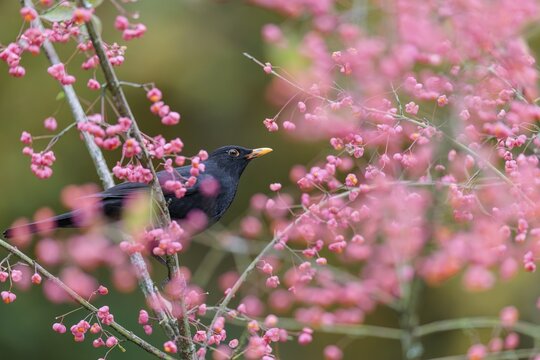 A common blackbird (Turdus merula) sits in a European spindle tree (Euonymus europaeus), and eats the fruit