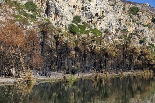 Burnt palm trees on the banks of a calm body of water against a rocky backdrop, forest fire, fire, fire on July 30 and 31, 2026, bay on the south coast, palm beach, palm grove, Preveli beach, palm forest, Preveli, south coast, Retimnon province, Crete, Greek Islands, Greece