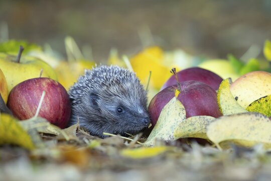 European hedgehog (Erinaceus europaeus) adult animal amongst fallen apples on a garden lawn in autumn, England, United Kingdom
