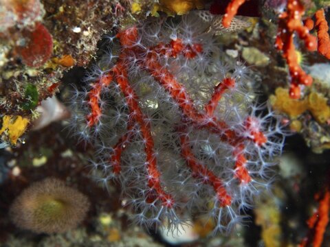Fine red and white corals, noble coral (Corallium rubrum) branch out full of details on an underwater rock, dive site Giens Peninsula, Mediterranean Sea, Porquerolles, Provence, C&ocirc;te d'Azur, France