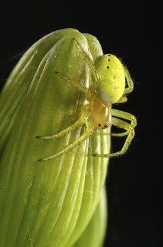 Cucumber Green Spider (Araniella cucurbitina), young animal on a Bearded Iris (Iris germanica), macro shot, Baden-W&uuml;rttemberg, Germany