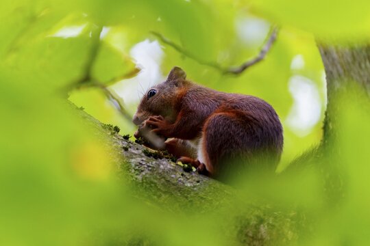 Squirrel nibbling on a branch under cover of thick leaves, squirrel (Sciurus vulgaris), wildlife, Germany