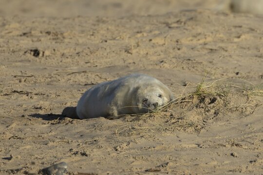 Grey seal (Halichoerus grypus) juvenile baby pup animal sleeping on a sandy beach in winter, England, United Kingdom