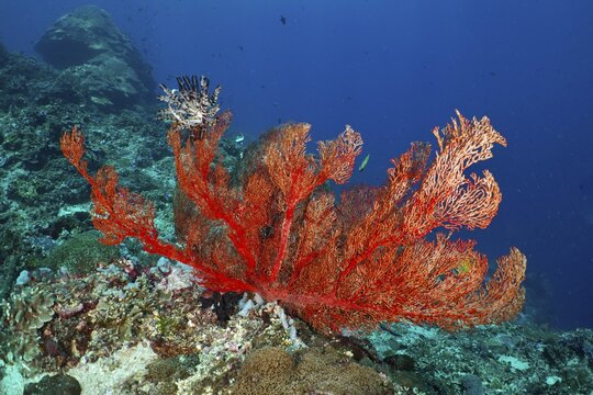 Bright red corals, the red knotted fan coral (Melithaea ochracea), stand out against the blue ocean, adding a dramatic touch, at the Crystal Bay dive site, Nusa Ceningan, Nusa Penida, Bali, Indonesia