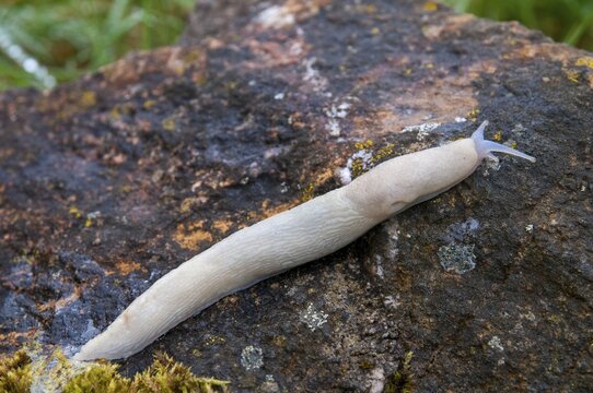 Black keel-back slug, limax cinereoniger, snowgel, black snowgel, albinism, gastropod, mollusca, snails, snails, molluscs