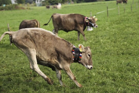 Cow, cattle with bell (bell) rushes in buck jumps over the meadow, Allg&auml;u, Bavaria, Germany, Allg&auml;u, Bavaria, Germany