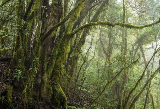 Laurel trees with mosses and lichens in the cloud forest. Foggy weather. Garajonay National Park, La Gomera, Canary Islands, Spain