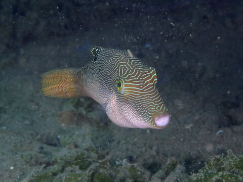 Fish with interesting patterns, Peter's pufferfish (Canthigaster petersii), swimming in dark water, dive site Secret Bay, Gilimanuk, Bali, Indonesia