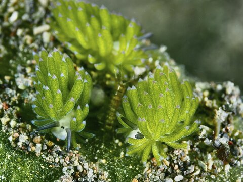 Three sea snails, leaf sheep snails (Costasiella kuroshimae), called Shaun the Sheep. Sea snail with kleptoplastids. The chloroplasts taken up by the green alga Avrainvillea lacerata and stored in its own body are clearly visible. Body length approx. 3 mm. Dive site Puri Jati, Umeanyar, Bali, Indonesia