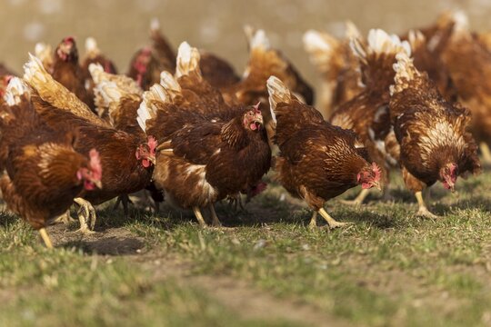 A flock of brown hens looking for food on green grass, domestic chicken, Rhineland-Palatinate, Germany