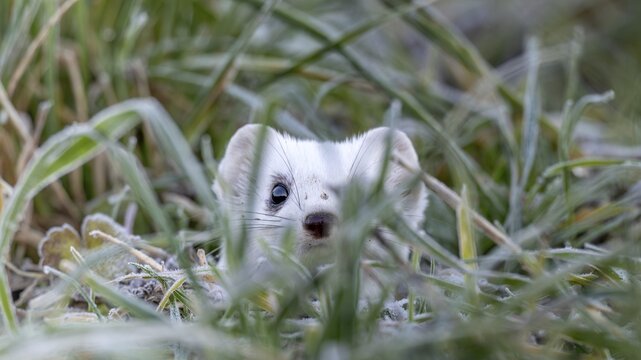 Ermine (Mustela erminea), in winter fur, M&uuml;nster, Tyrol, Austria