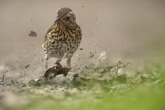 Song thrush (Turdus philomelos) adult bird searching for food in leaf litter on a woodland floor, England, United Kingdom